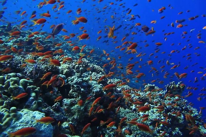 Full Day Paradise Island Excursion With Included Snorkeling - Pickup Details