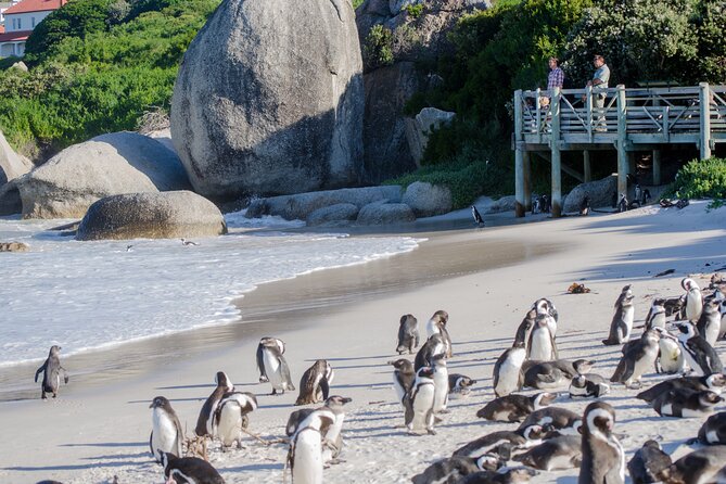 Full Day Peninsula Cape Point, Seals, Houtbay, Chapmans Peak, Penguins - Cape Point: The Stunning Peninsula Destination