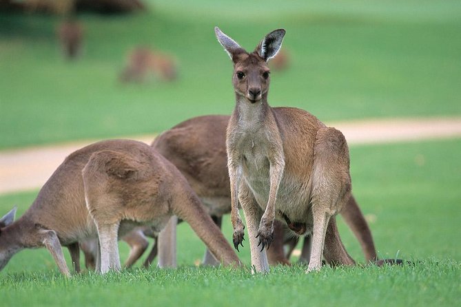 Full-Day Perth, Fremantle, Swan Valley & Wildlife Park - City Sightseeing