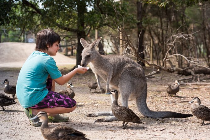 Full-Day Phillip Island Tour With Kangaroo, Koala and Penguin Parade - Tour Details and Highlights