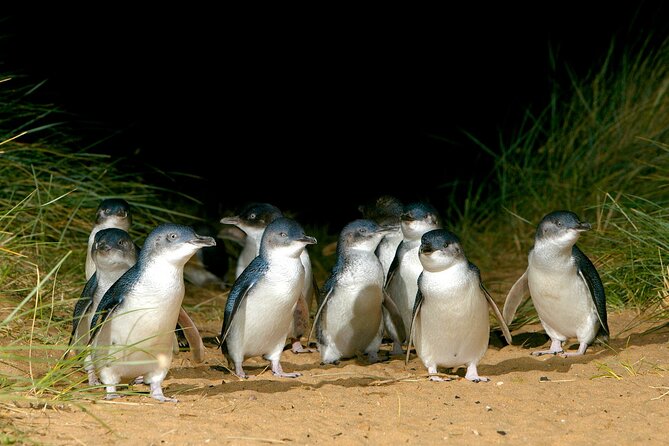 Full-Day Phillip Island Tour With Kangaroo, Koala and Penguin Parade - Reviews and Feedback