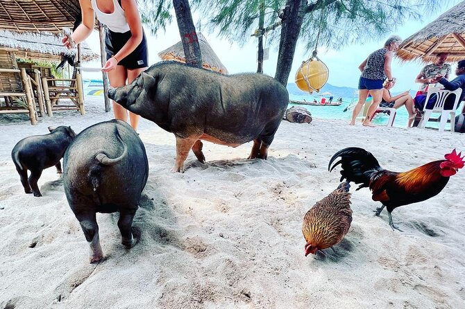 Full-Day Pig Island Snorkeling Trip - Booking and Availability