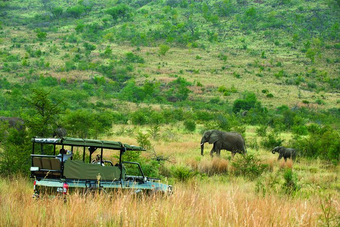 Full Day Pilanesberg Safari Adventure - Traveler Photos and Reviews