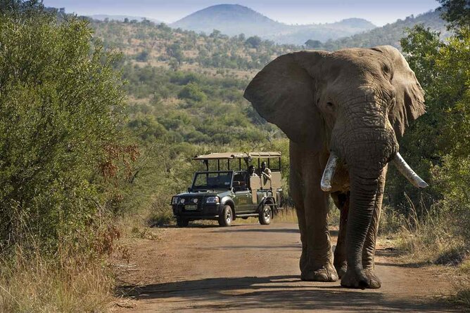Full Day Pilanesberg Safari Tour - Safari Tour Highlights