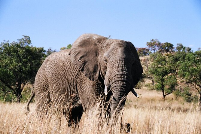 Full Day Pilanesberg Safari Tour - Wildlife Sightings