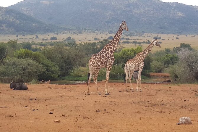 Full Day Pilanesberg Safari Tour - Tour Itinerary
