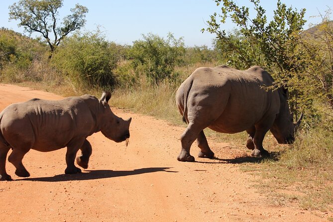 Full Day Pilanesberg Safari Tour - Expert Guides