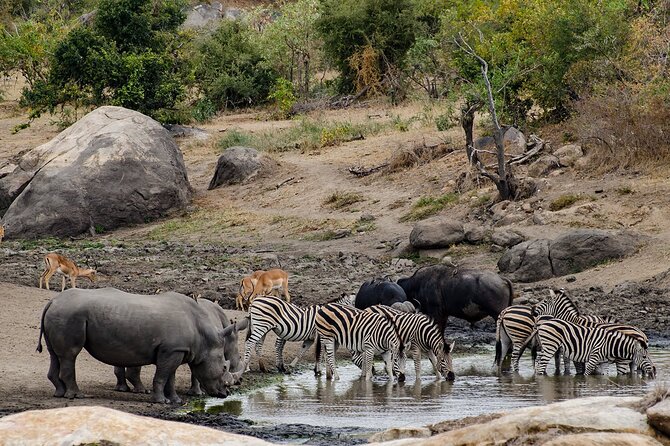 Full Day Pilanesberg Safari Tour - Common Questions