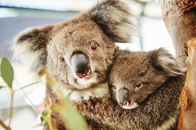 Full-Day Pinnacles Desert and Yanchep National Park Tour From Perth - Booking and Flexibility