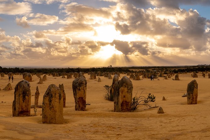 Full-Day Pinnacles Desert and Yanchep National Park Tour From Perth - Reviews