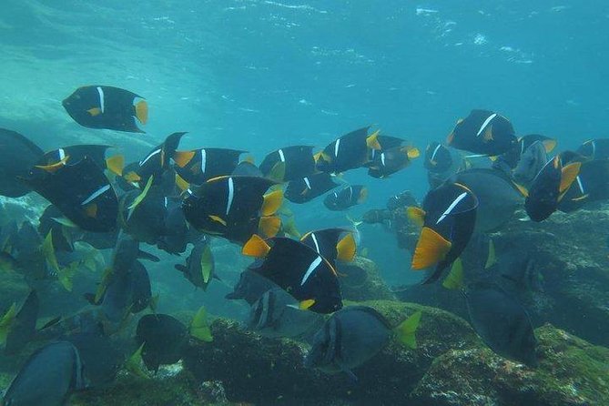 Full Day Pinzon Island, Finishing in La Fe With Snorkeling and Lunch Included - Frequently Asked Questions