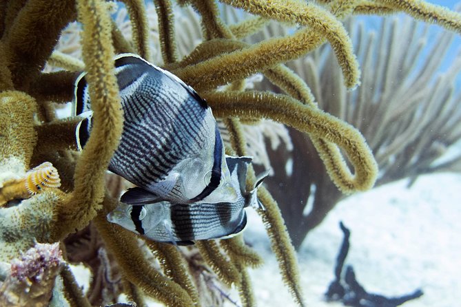 Full-Day Playa Del Carmen Reef Diving Activity - What to Expect