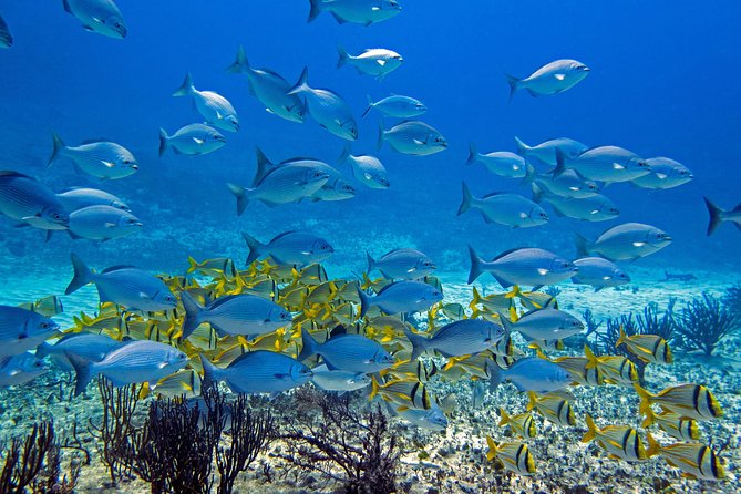 Full-Day Playa Del Carmen Reef Diving Activity - Additional Information