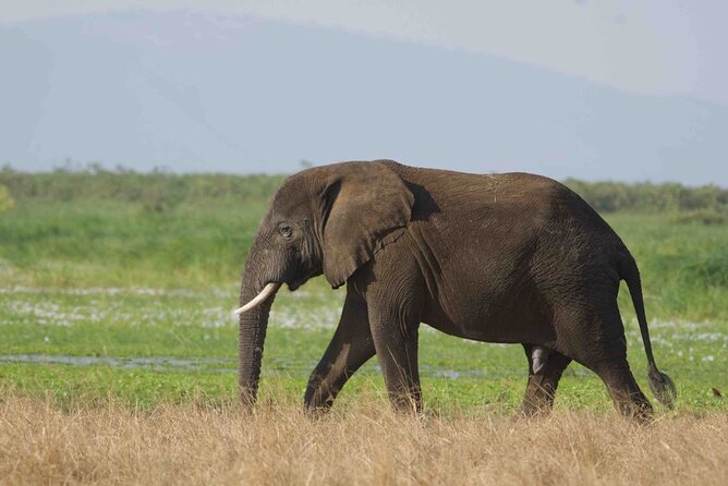 Full Day Private Akagera National Park Safari Tour in Rwanda - Logistics