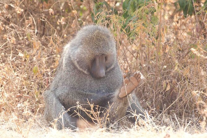 Full Day Private Akagera National Park Safari Tour in Rwanda - Booking and Cancellation