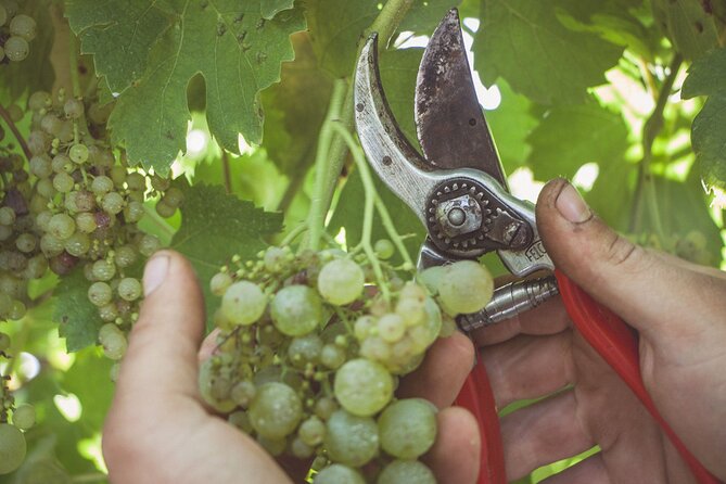 Full Day Private Amalfi Coast Wine and Food Tasting Tour - Good To Know