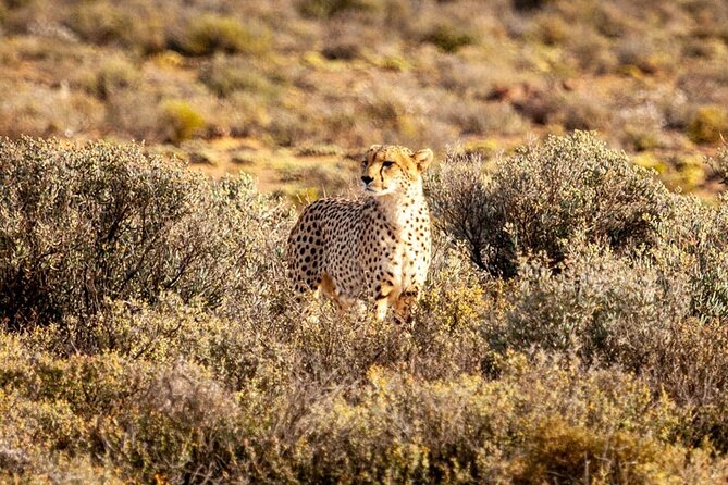 Full Day Private Aquila Game Reserve Big 5 Safari From Cape Town - Good To Know