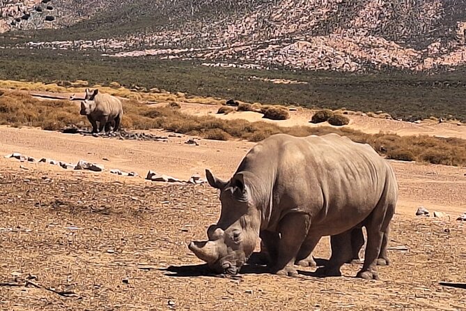 Full Day Private Aquila Game Reserve Big 5 Safari From Cape Town - Transportation Details