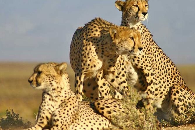 Full Day Private Aquila Game Reserve Big 5 Safari From Cape Town - Dining Options