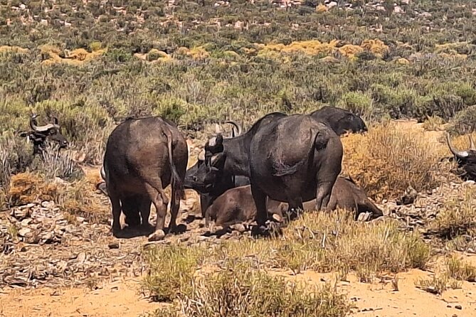 Full Day Private Aquila Game Reserve Big 5 Safari From Cape Town - Cancellation and Refund Policy
