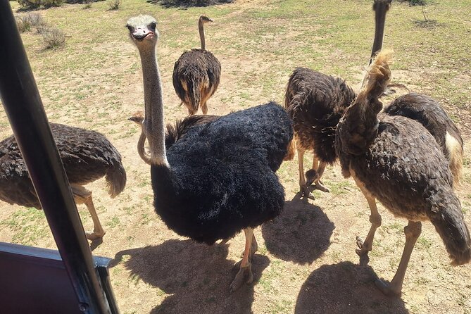 Full Day Private Aquila Game Reserve Big 5 Safari From Cape Town - Frequently Asked Questions