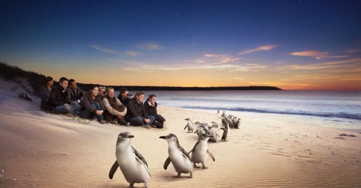 Full-Day Private Australian Wildlife Tour of Phillip Island - Inclusions and Experiences