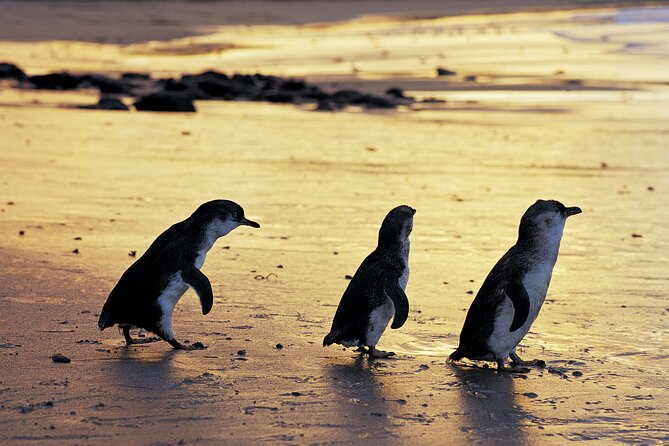 Full-Day Private Australian Wildlife Tour of Phillip Island - Pickup and Cancellation Policy