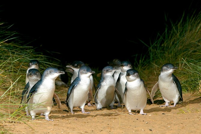 Full-Day Private Australian Wildlife Tour of Phillip Island - Booking Information