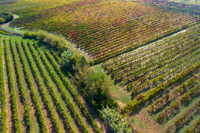 Full-Day Private Bairrada Sparkling Wine Tour From Coimbra - Itinerary Details