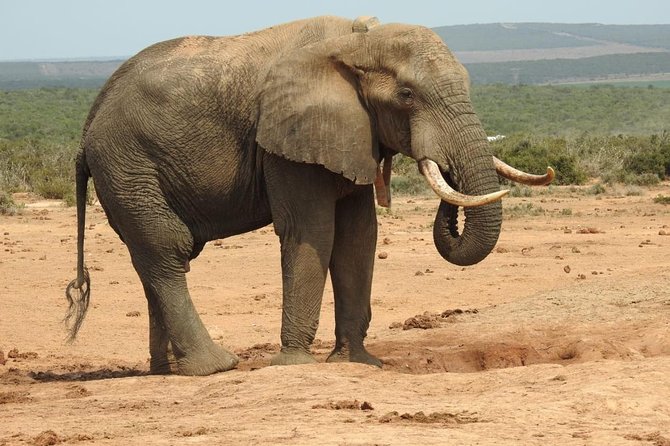 Full Day Private Big 5 Addo Elephant Park Game Drives Max 4 Pax - Overview and Experience