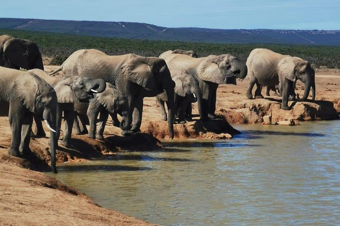 Full Day Private Big 5 Addo Elephant Park Game Drives Max 4 Pax - Inclusions and Services