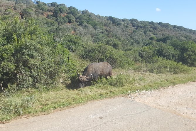 Full Day Private Big 5 Addo Elephant Park Game Drives Max 4 Pax - Traveler Photos and Reviews