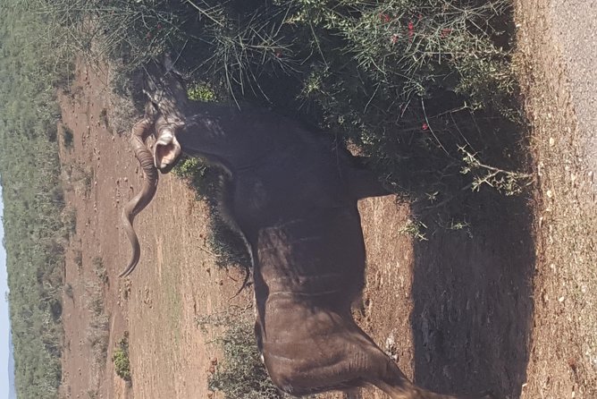 Full Day Private Big 5 Addo Elephant Park Game Drives Max 4 Pax - Directions and Logistics