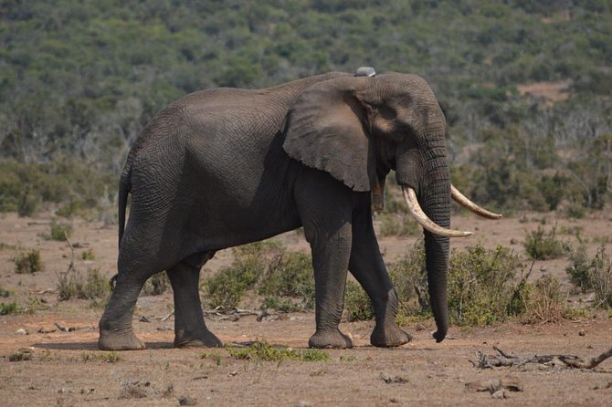 Full Day Private Big 5 Addo Elephant Park Game Drives Max 4 Pax - Additional Information
