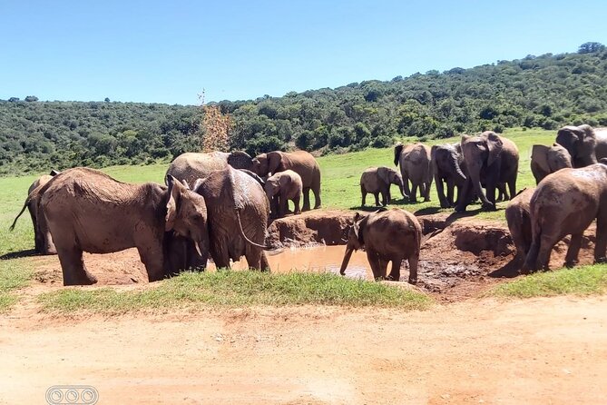 Full Day Private Big 5 Addo Elephant Park Game Drives Max 4 Pax - Common Questions