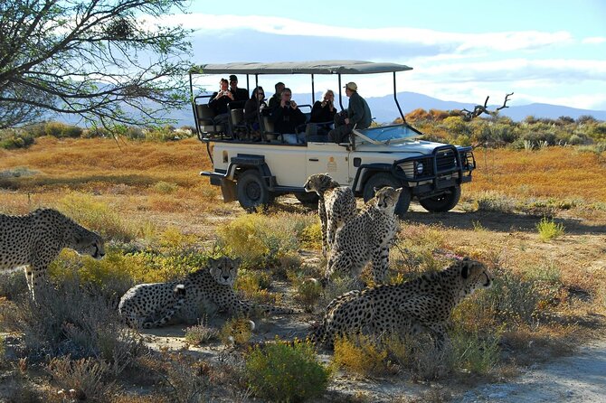 Full Day Private Big 5 Aquila Safari Activity From Cape Town - Overview and Logistics