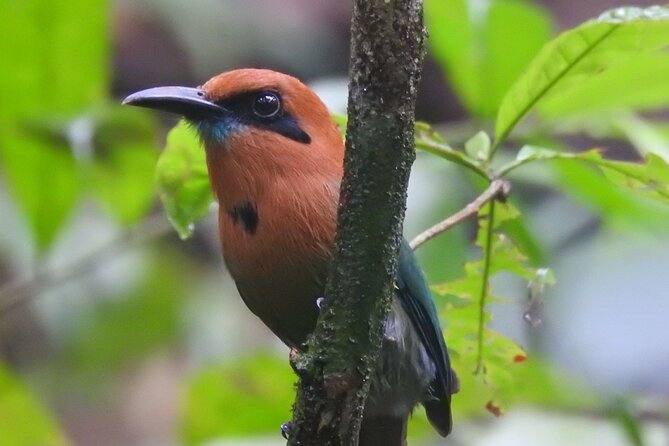Full Day Private Bird and Nature Sightseeing Tour in Pipe Line - Tour Overview