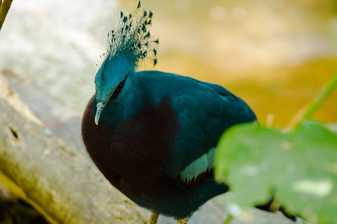 Full Day Private Bird Watching Tour in Phulchoki - Optional Add-Ons