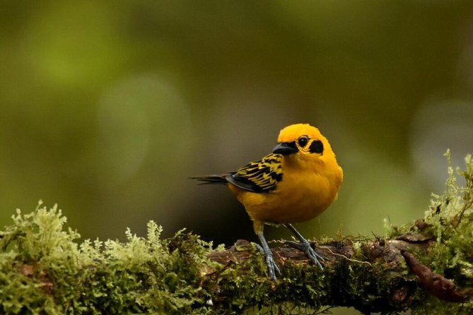 Full-Day Private Birding Tour in La Paz Refuge & Alambi Hummingbird Sanctuary - Tour Highlights