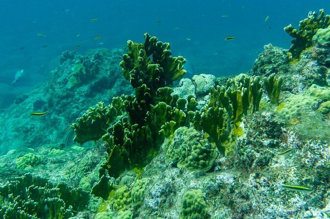 Full Day Private Boat Tour to the Lagoon of Guadeloupe - FAQ