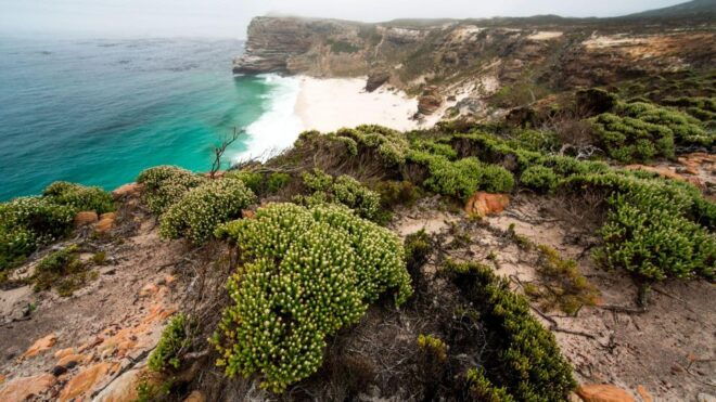 Full Day Private Cape Peninsula and Boulders Beach Tour - Experience