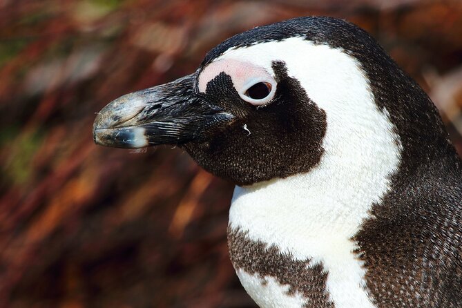 Full-Day Private Cape Peninsula Tour - Reviews and Customer Feedback