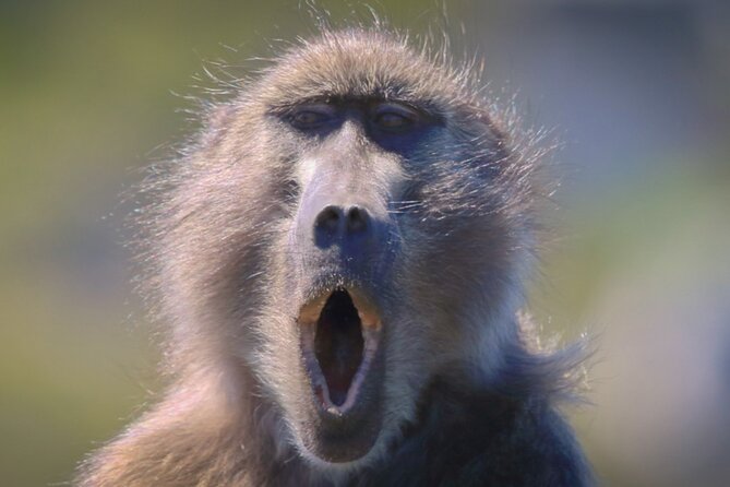 Full-Day Private Cape Peninsula Tour - Common Questions