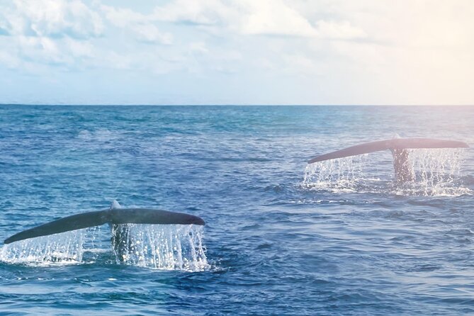 Full Day Private Cape Riviera & Whales - Meeting and Pickup