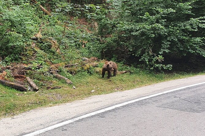 Full-Day Private Carpatian Garden With Draculas Fortress - Wild Brown Bears - Inclusions and Exclusions