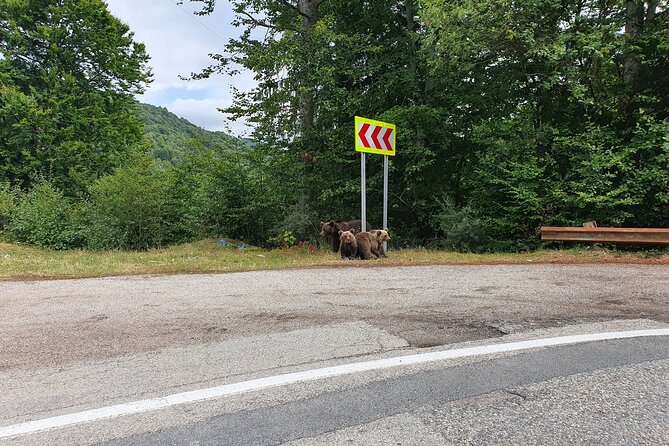 Full-Day Private Carpatian Garden With Draculas Fortress - Wild Brown Bears - Customer Reviews and Feedback
