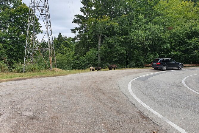 Full-Day Private Carpatian Garden With Draculas Fortress - Wild Brown Bears - Booking Confirmation Details