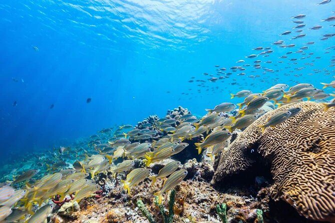 Full Day Private Charter with Creole Lunch and Snorkel stops - FAQ