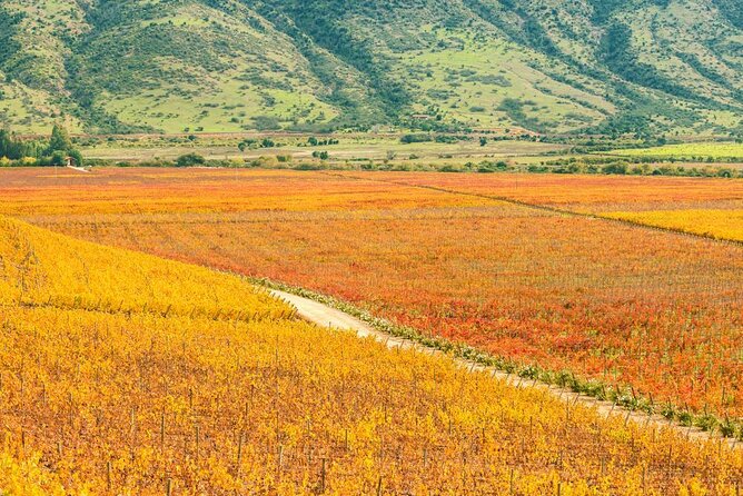 Full Day Private Colchagua Wine Tour From Santiago - Tour Highlights