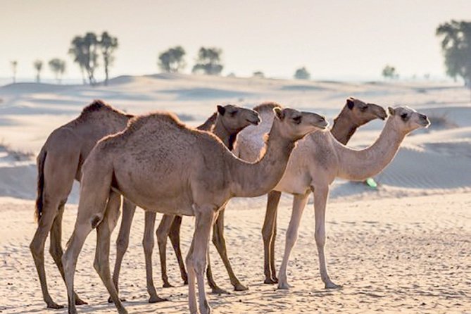 Full-Day Private Guided Safari Tour in Hatta - Value for Money